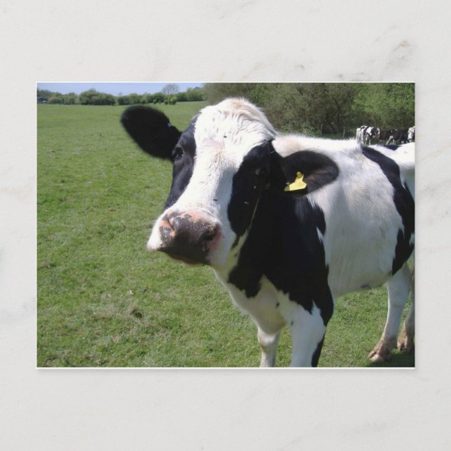Cute Cow Postcard (Front)