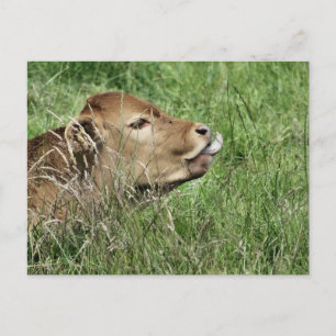 CUTE COW POSTCARD
