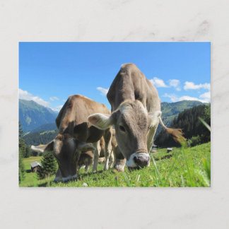 Cute cows in Austria Postcard
