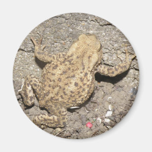 Cute Crawling Toad Magnet