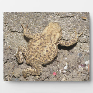Cute Crawling Toad Plaque