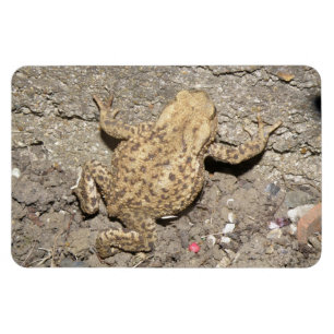 Cute Crawling Toad Premium Magnet