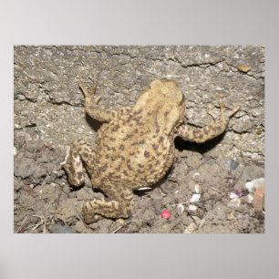 Cute Crawling Toad Print