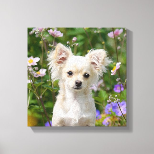 Cute cream Chihuahua Dog Puppy Photo - Wrapped Canvas Print (Front)