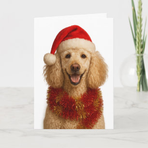 Cute cream coloured Poodle Christmas card