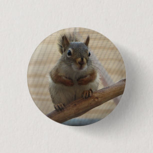 Cute Crouching Squirrel on Branch 3 Cm Round Badge