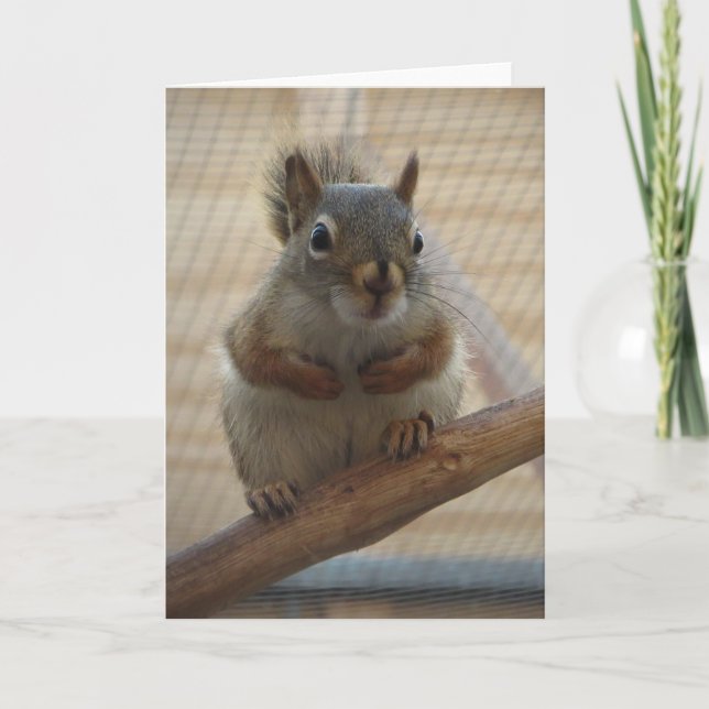 Cute Crouching Squirrel on Branch Card (Front)