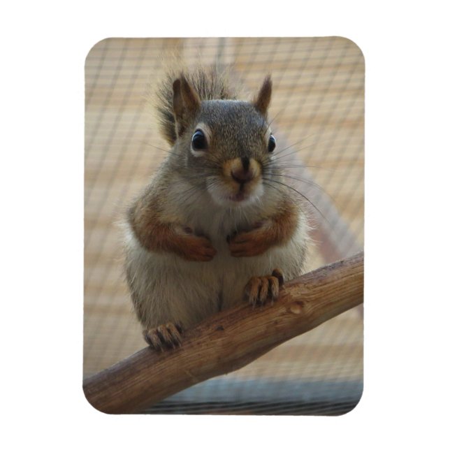 Cute Crouching Squirrel on Branch Magnet (Vertical)