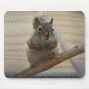 Cute Crouching Squirrel on Branch Mouse Mat