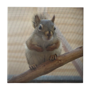 Cute Crouching Squirrel on Branch Tile