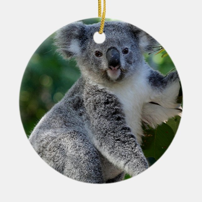 Cute cuddly Australian koala Ceramic Tree Decoration (Front)