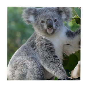 Cute cuddly Australian koala Tile