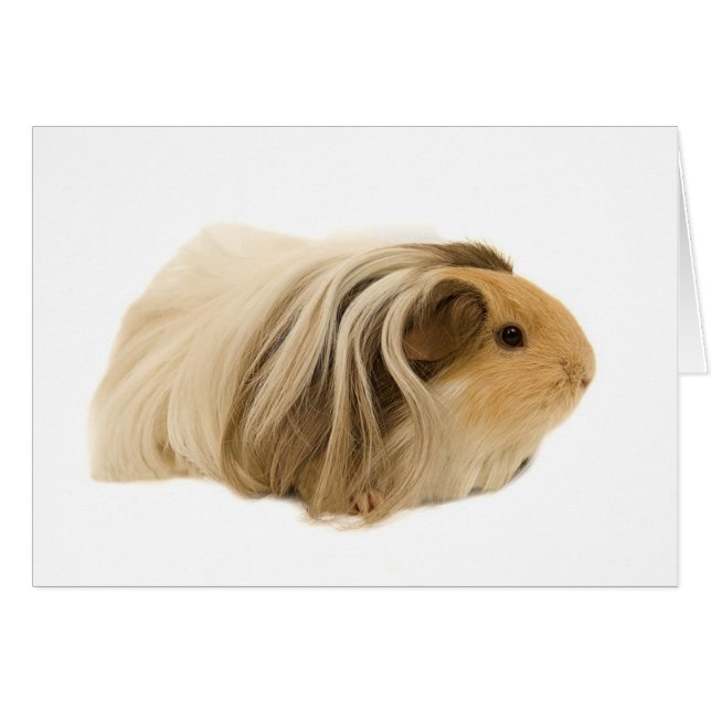 Cute Cuddly Cavy (Front Horizontal)