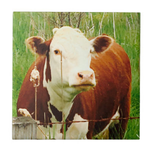 Cute Cuddly Cow Friend 4Jeremy Tile