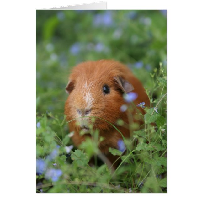 Cute cuddly ginger guinea pig outside on grass (Front)