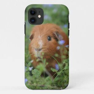 Cute cuddly ginger guinea pig outside on grass iPhone 11 case