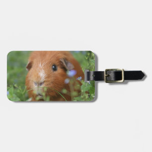 Cute cuddly ginger guinea pig outside on grass luggage tag