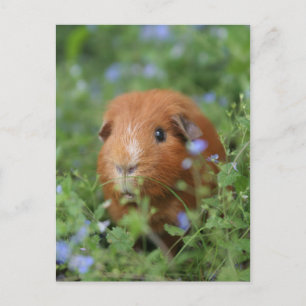 Cute cuddly ginger guinea pig outside on grass postcard