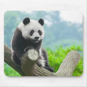 Cute Cuddly Panda Bear Sitting on a Tree Branch Mouse Mat