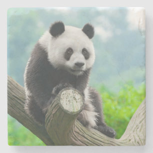 Cute Cuddly Panda Bear Sitting on a Tree Branch Stone Coaster