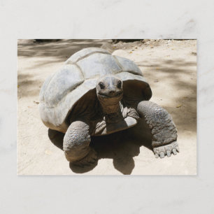 Cute & Curious Beach Tortoise Postcard