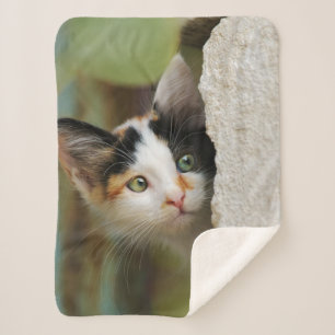 Cute Curious Cat Kitten Prying Eyes Head Photo Pet Sherpa Blanket