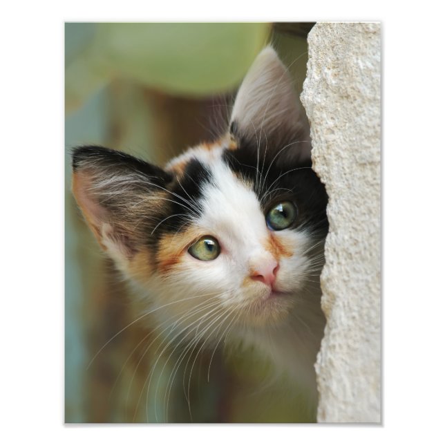 Cute Curious Cat Kitten Prying Eyes - Paperprint Photo Print (Front)