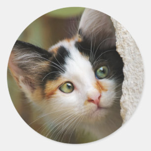 Cute Curious Cat Kitten Prying Eyes Portrait Photo Classic Round Sticker