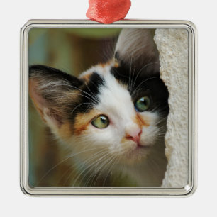 Cute Curious Cat Kitten Prying Eyes Portrait Photo Metal Tree Decoration