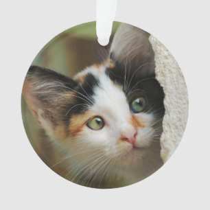 Cute Curious Cat Kitten Prying Eyes Portrait Photo Ornament