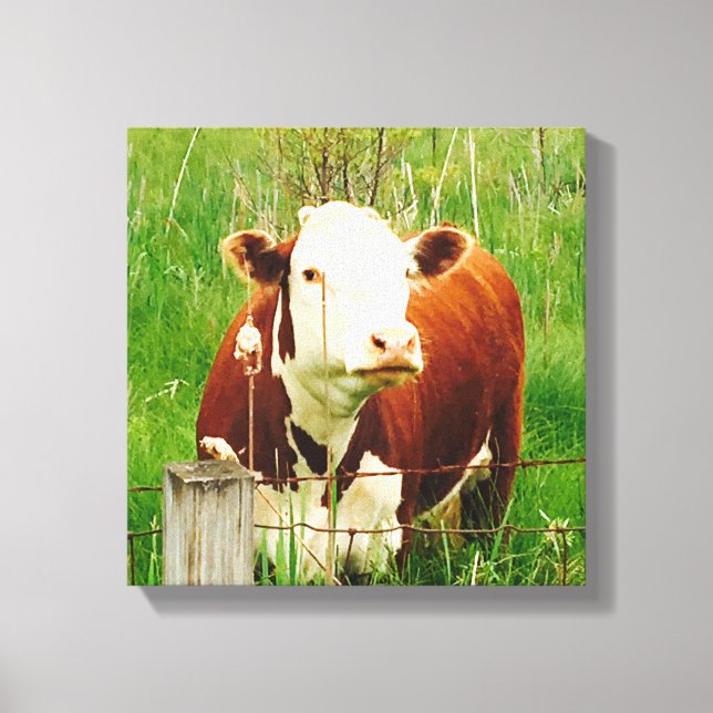 Cute Curious Cow 4Carrie Canvas Print (Front)