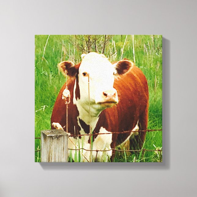 Cute Curious Cow 4Carrie Canvas Print (Front)