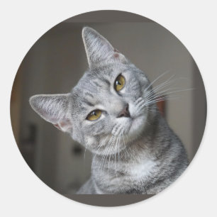Cute Curious Grey Tabby Cat Kitten Classic Round Sticker