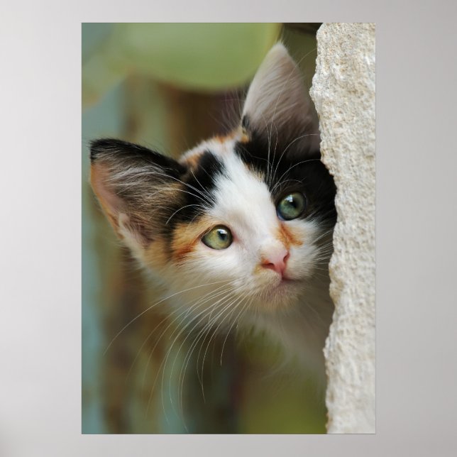 Cute curious kitten with prying eyes poster (Front)