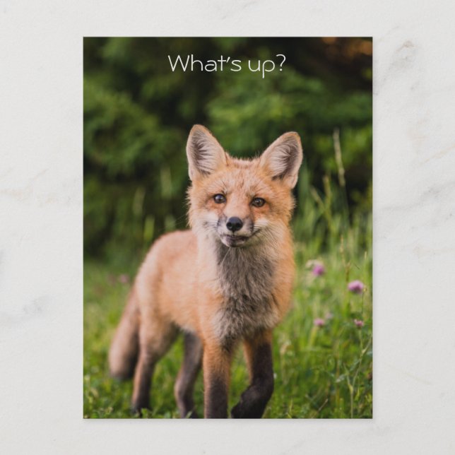 Cute Curious Red Fox "What's Up?" Postcard (Front)