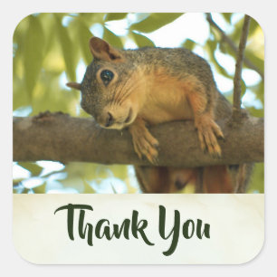 Cute & Curious Squirrel Nature Photo - Thank You Square Sticker