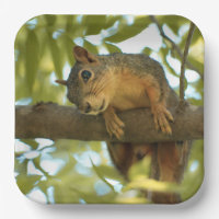 Cute & Curious Squirrel Nature Photography