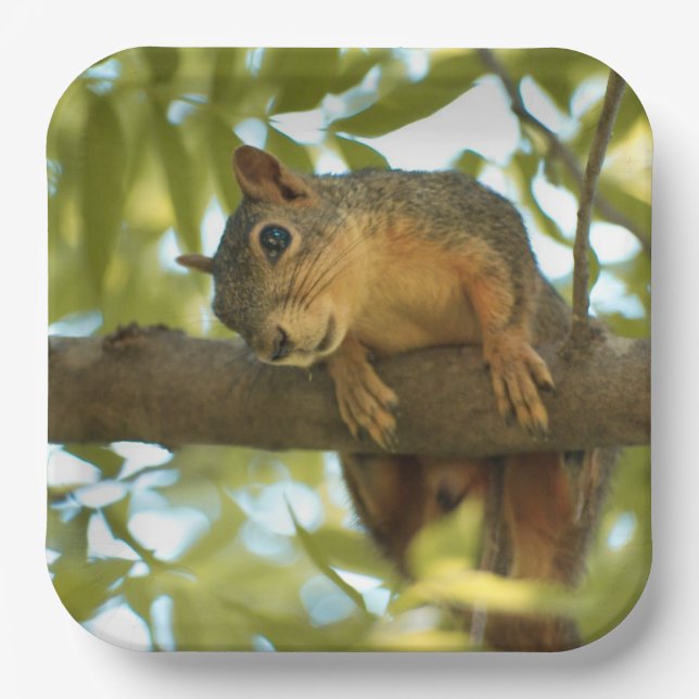 Cute & Curious Squirrel Nature Photography Paper Plate (Front)