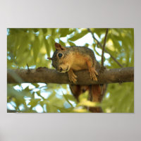 Cute & Curious Squirrel Nature Photography