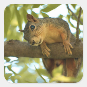 Cute & Curious Squirrel Nature Photography Square Sticker