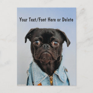 Cute Custom Colour/Text Black Pug Dog w Denim Shir Postcard