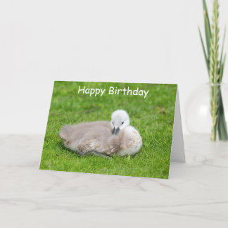 Cute Cygnet Birthday Card