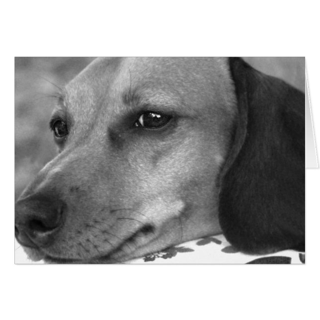 Cute dachshund (Front Horizontal)