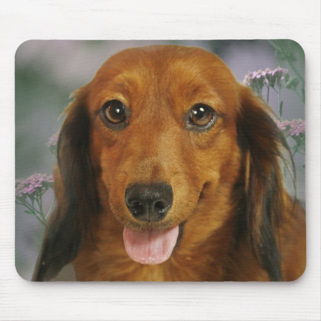 Cute Dachshund (Brown Long Haired) Wild Flowers Mouse Mat (Front)