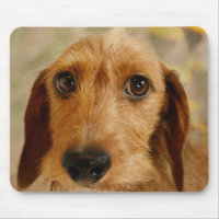 Cute Dachshund (Brown Wire Haired) in Daffodils