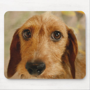 Cute Dachshund (Brown Wire Haired) in Daffodils Mouse Mat