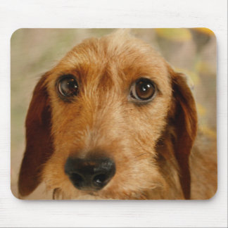 Cute Dachshund (Brown Wire Haired) in Daffodils Mouse Mat