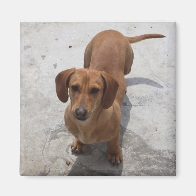 Cute Dachshund Collection Magnet (Front)
