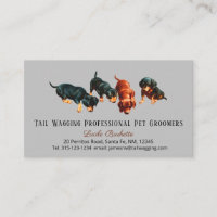 Cute Dachshund Doxie Puppies Pet Grooming Gray