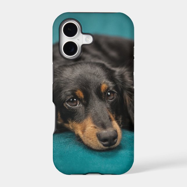 Cute Dachshund Laying Down (Back)